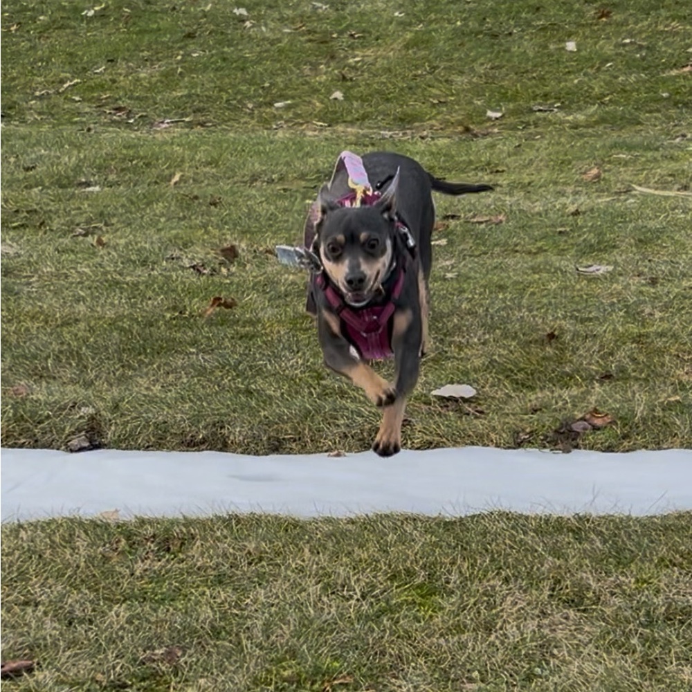 Welcome! 5/$25 offers! Look for the 🐶 emoji forMarley approved bundles!